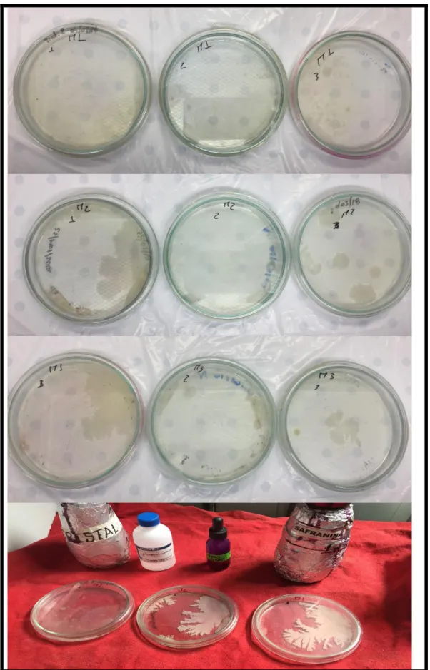 Figura 3-1 Crecimiento de Bacillus sutilis en Agar Nutriente 