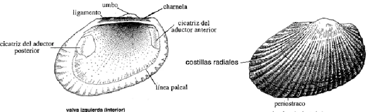 Figura 2.  Vista exterior e interior de A. similis mostrando algunas de sus partes. 