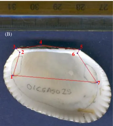 Figura 6. Muestra los siete puntos homólogos  usados para definir la forma de la valva  izquierda de A
