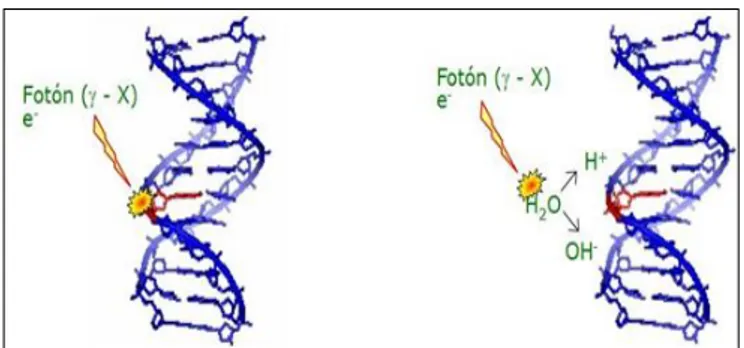Figura  1-1: Acción  directa  de  la  radiación con la  cadena  de  ADN  (IZQUIERDA).  Acción   indirecta de la radiación con la cadena de ADN (DERECHA)