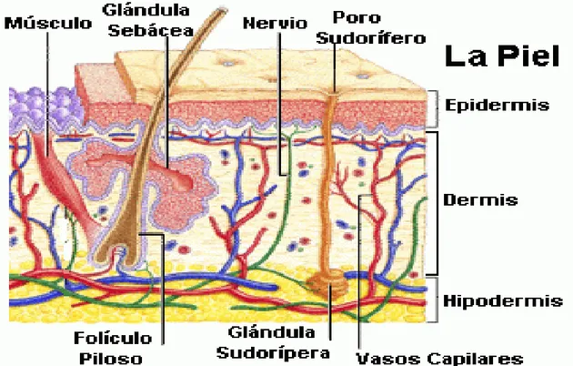 Gráfico 1. Partes de la piel.  
