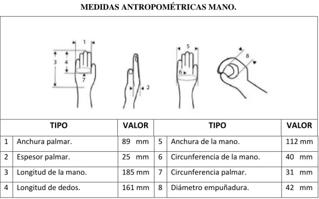 Tabla 2-2: Medidas de los falanges de la mano 
