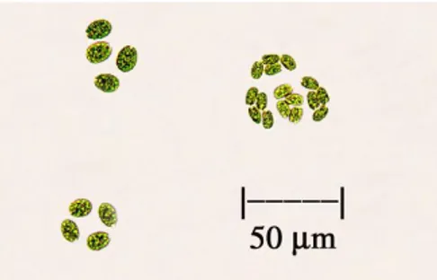 Figura 2.Fotografia de Chlorella vulgaris bajo el microscopio. 