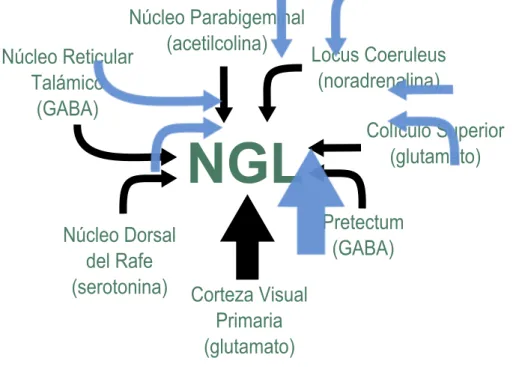 Figura 1.3: La imagen muestra un esquema de los núcleos que proyectan aferencias moduladoras hacia el NGL y el tipo de neurotransmisores implicado en cada una de ellas.