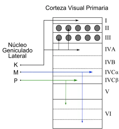 Figura 1.4: Esquema que ilustara las aferencias que llegan a cada una de las capas de V1 procedentes de los distintos tipos celulares del NGL.