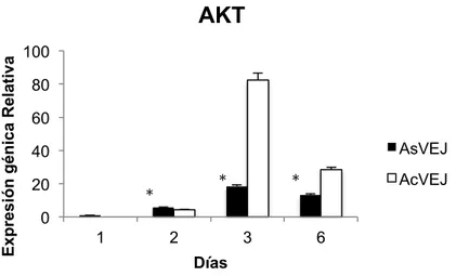 Figura 4. Histograma de la expresión génica relativa del gen AKT en CMM de individuos adultos sin VE jóvenes  (AsVEJ) y CMM adultas tratadas con VE de individuos jóvenes (AcVEJ)