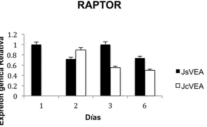 Figura 8.  Histograma de la expresión génica relativa del gen RAPTOR en CMM de individuos jóvenes sin VE  adultas (JsVEA) y  CMM jóvenes con VE de individuos adultos (JcVEA)