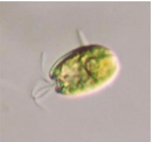 Fig. 1. Fotografía de una célula de T. 