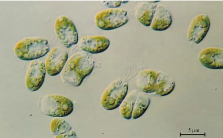 Figura  1.  Fotografía  de  las  células  de  la  microalga  marina  Tetraselmis  suecica  realizada  mediante microscopio óptico de contraste de fase con un aumento de 100x (Pérez, 2005)