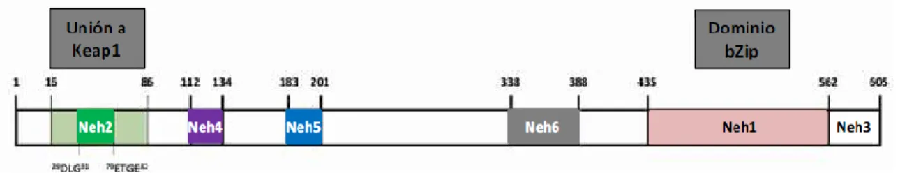 Figura 2. Estructura del factor de transcripción Nrf2. Tomada de Ibáñez (2012). 