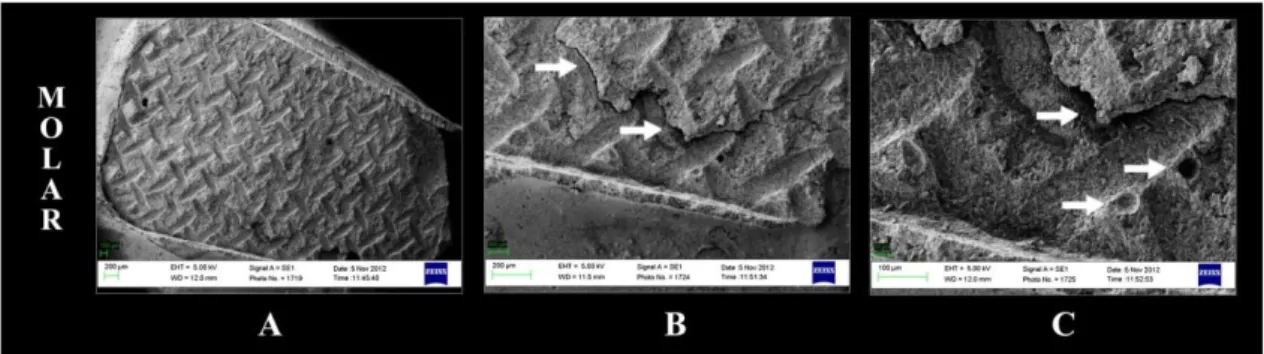 Figure  3  shows  the  representative  SEM  images  of  the  enamel  molar  surfaces  after  the  shear  bond  testing