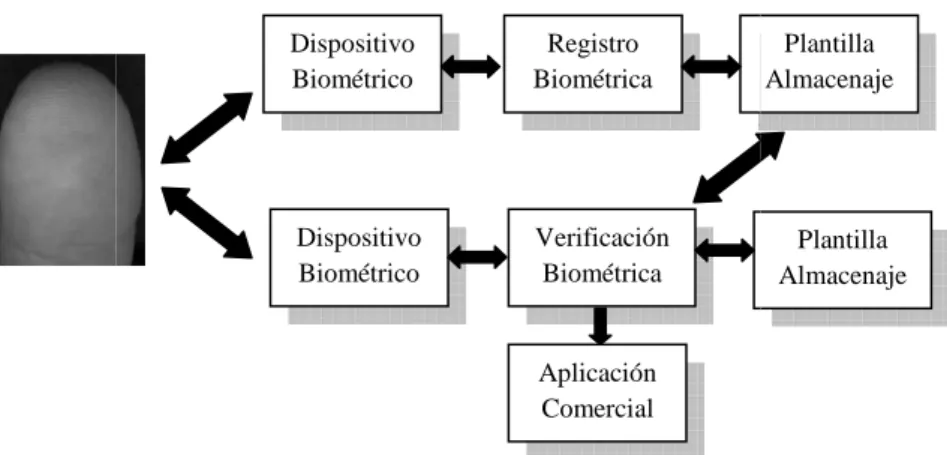 Figura II.6