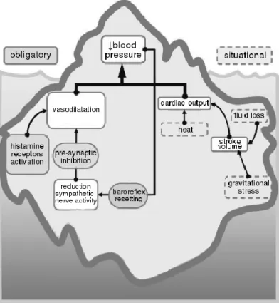 Figure 4. Obligatory and situational mechanisms during post-exercise hypotension.  