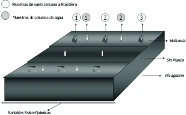 Figura 1. Diagrama de las zonas muestreadas en los  humedales.