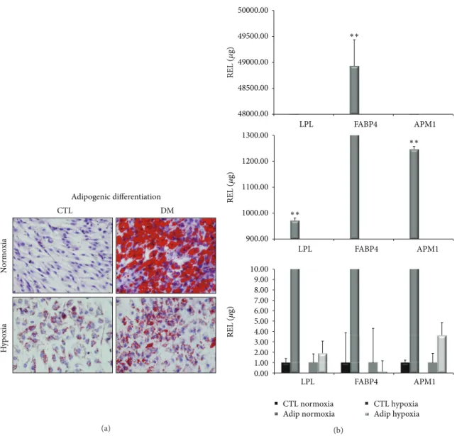 Figure 2: Staining techniques of adipogenic differentiated cells and adipogenic-specific gene expression levels in normoxic and hypoxic conditions