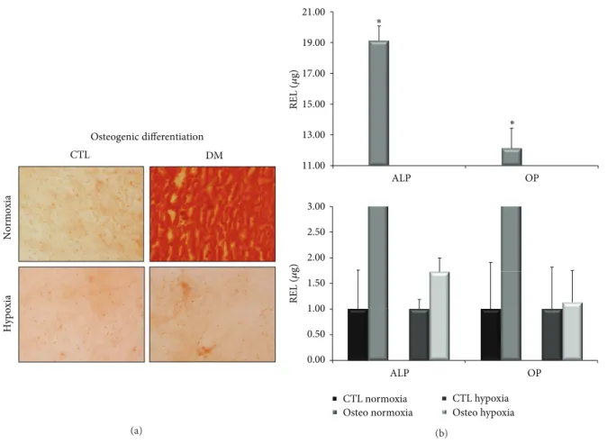 Figure 3: Staining techniques of osteogenic differentiated cells and osteogenic-specific gene expression levels in normoxic and hypoxic conditions