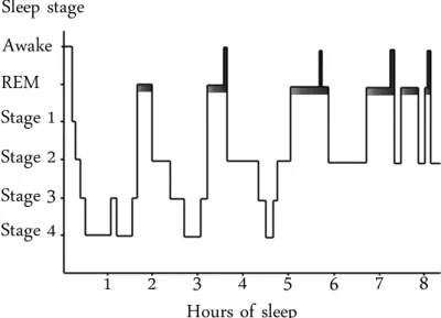 Tabla I. Distribución porcentual estándar de las fases del sueño (Iber, 2007):  