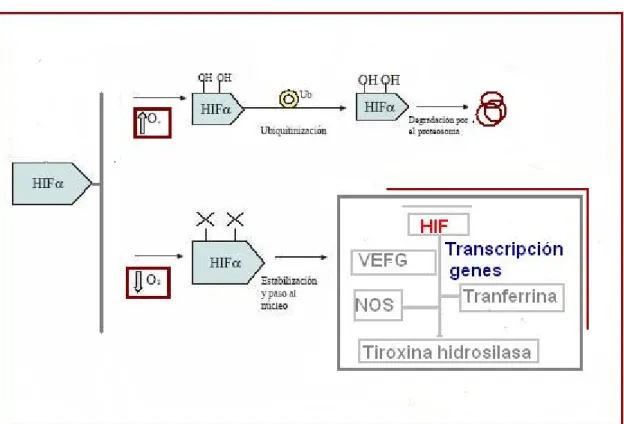 Figura 5. HIF-1 y trascripción genética relacionada con la hipoxia 54 . 