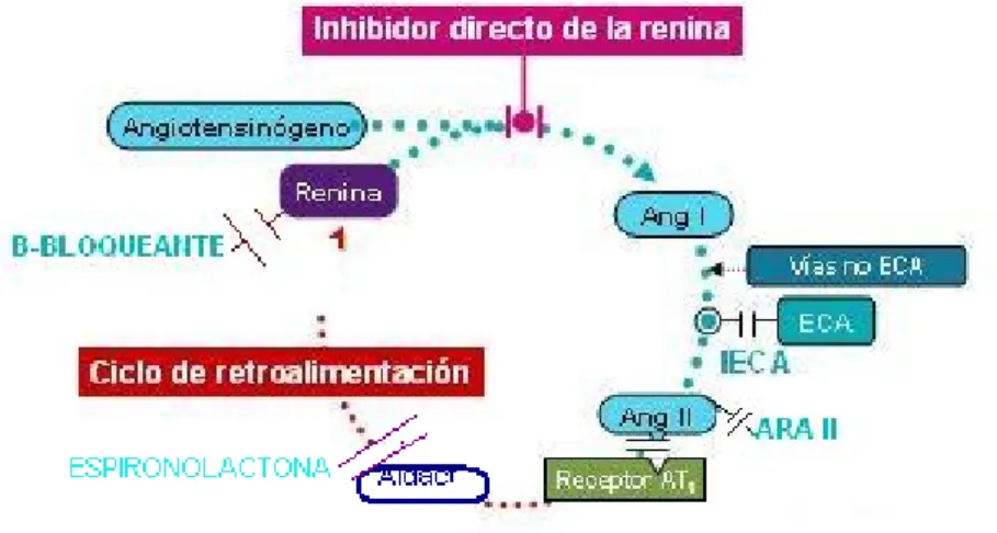 Figura 6: Inhibidores del Sistema Renina Angiotensina Aldosterona   