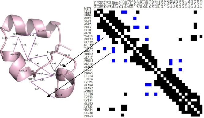 Figure 3. Native structure and contact map for protein 1vii. 
