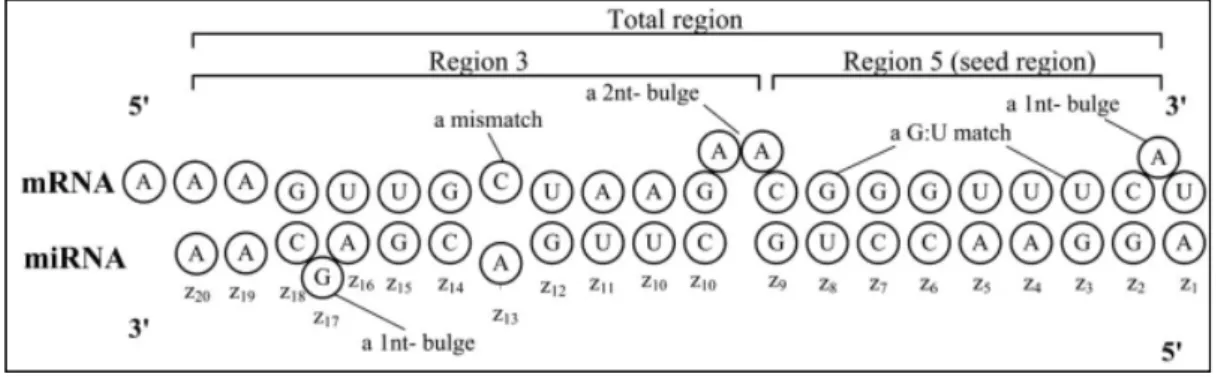 Fig.   3:    binding­site    y    features  