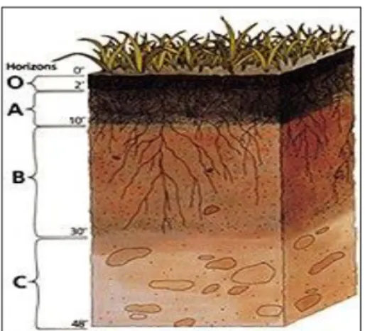 Figura 6. Horizontes del Suelo. Tomado de  https://es.wikipedia.org/wiki/Estructura_del_suelo 