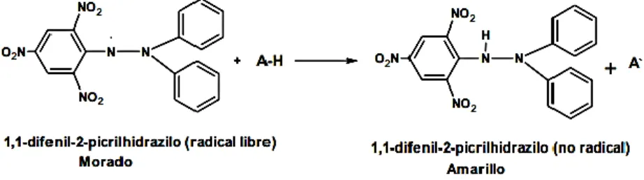 Fig. 5. - Estructura del DPPH antes y después de la reacción con el antioxidante (Alam et al.,  2012) 