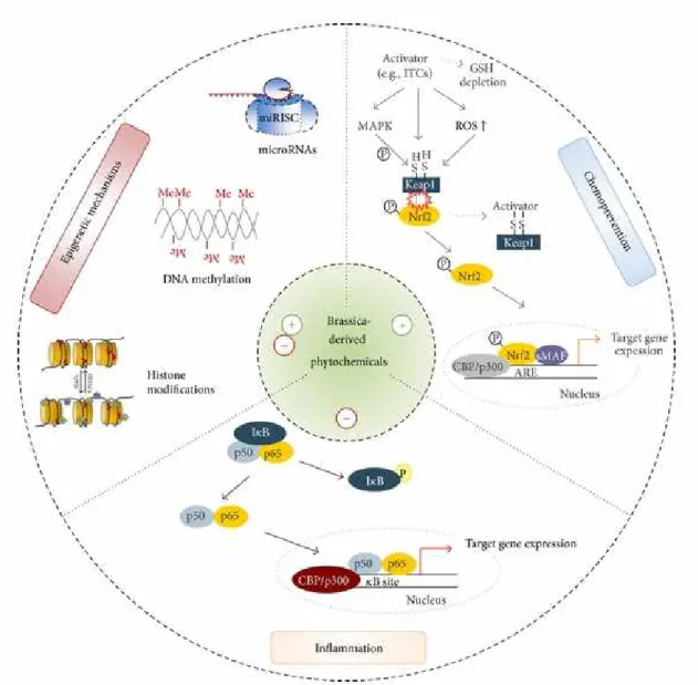 Figure  3.  Summary  of  potential  chemopreventive,  anti-inflammatory  and  epigenetic  mechanisms  by  which  brassica-derived  phytochemicals,  like  SF,  may  mediate  health  benefits (from Wagner AE, 2013).