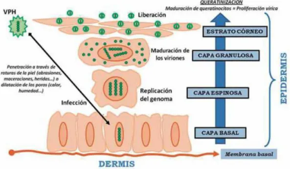 Figura I. Ciclo de proliferación vírica durante la queratinización de la  epidermis. 