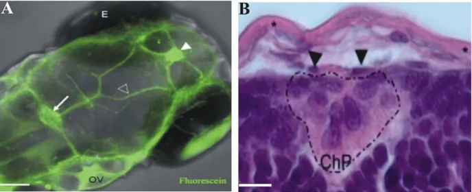Figura 5- Visualización de plexo coroideo en embriones de pez cebra. (A) Vista dorsal de embrión de  pez  cebra  de  4dpf  donde  a  partir  del  marcaje  vascular  (en  verde) se aprecia la posible  ubicación  del  plexo  coroideo  anterior  (punta  de  f