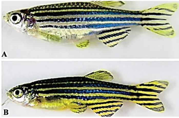 Figura  1-  Diferencias  morfológicas  externas  entre individuos hembra y macho del pez cebra  (Danio rerio)