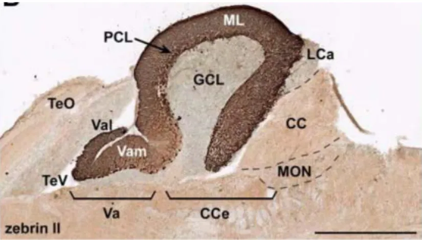 Figura 4. Sección sagital del cerebelo de pez cebra con inmunohistoquímica revelada con  diaminobencidina