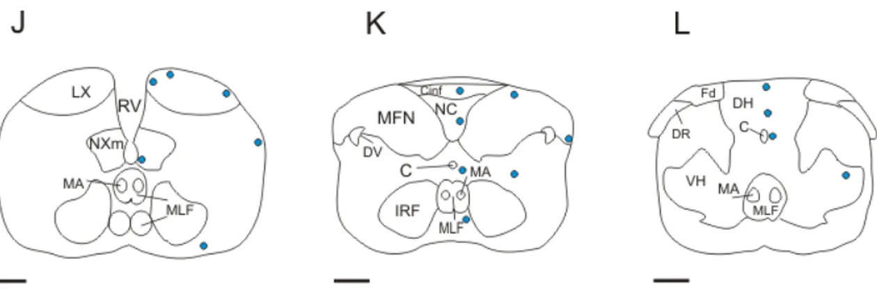 Figura 8.  Representación esquemática de las secciones transversales de la división caudal del  encéfalo de pez cebra adulto (Danio rerio), mostrando el patrón de distribución de neuronas 