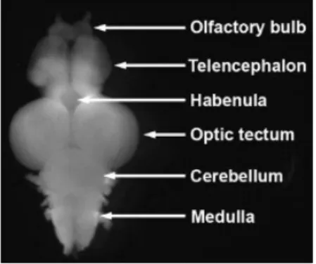 Figura 3. Encéfalo de pez cebra adulto. Se distingue el bulbo olfatorio, el telencéfalo, la  habénula, el techo óptico, el cerebelo y la médula espinal
