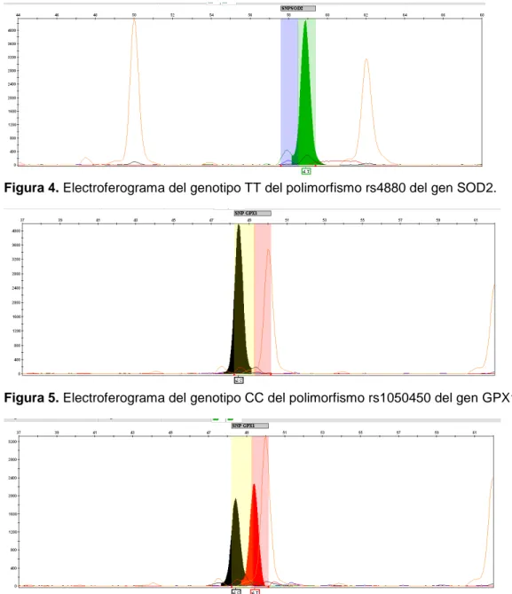 Figura 6. Electroferograma del genotipo CT del polimorfismo rs1050450 del gen GPX1.