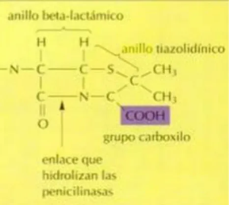 Figura 1-1. Estructura química del anillo betalactámico 