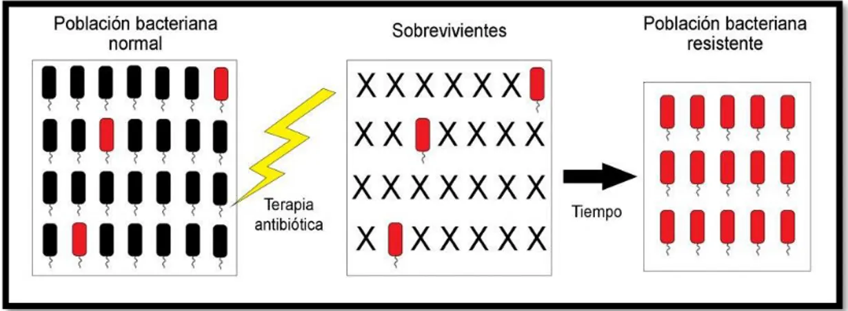 Figura 4-1.  Representación del proceso de selección bacteriana por presión selectiva, generada  por el uso inadecuado de un antibiótico