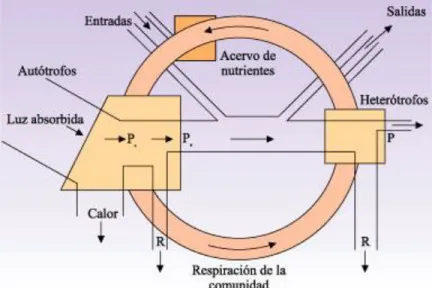 Figura 5. Modelo explicativo de los ciclos biogeoquímicos (parte sombreada) sobrepuesto a un diagrama  simplificado del flujo de energía