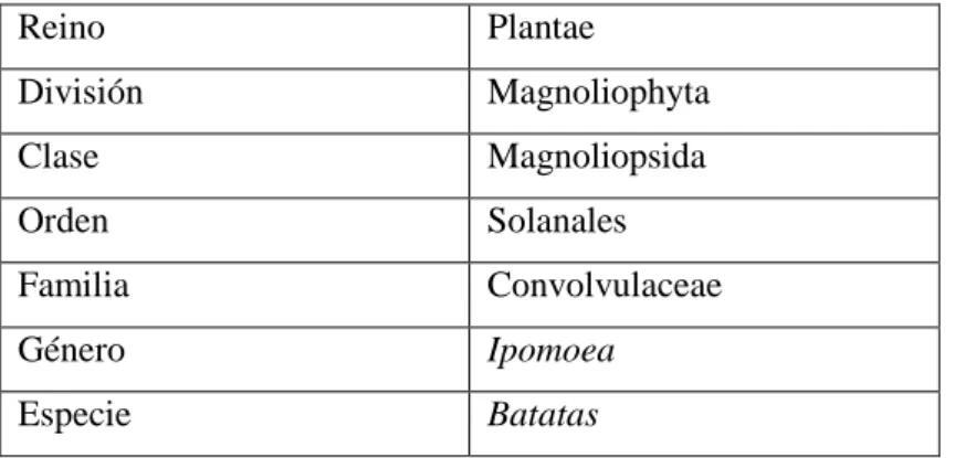 Tabla 1-1: Descripción taxonómica de Ipomoea batatas 