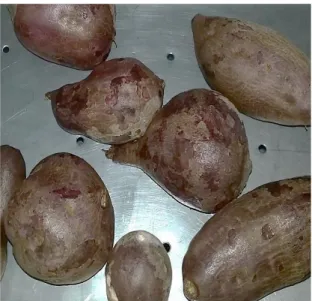 Figura 1-1: Ipomoea batatas. Tubérculo morado 