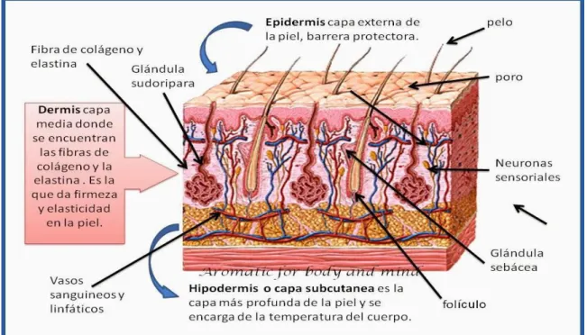 Gráfico 1.  Composición de la piel.  