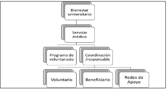 Figura 2. Organigrama del Programa De Voluntariado 