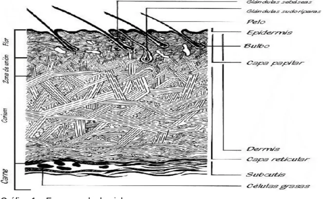 Gráfico 1.   Esquema de  la piel. 