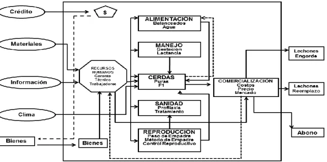 Gráfico  3.  Representación  gráfica  del  sistema  de  producción  de  reproductoras  porcinas  para  la  identificación de las variables que intervienen en la gestión técnica, económica y de  recursos humanos