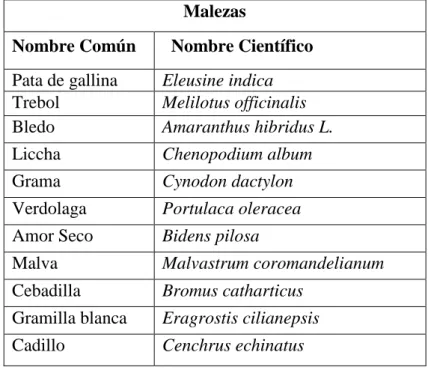 CUADRO 10. Malezas en campo experimental quinua (Chenopodium quinoa Willd),  en condiciones de Santa Rita - Arequipa 2016