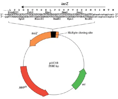 Figura 3. El vector pUC18 es un plásmido pequeño que contiene una versión mutada  del  origen  de  replicación  de  ColE1  que  promueve  la  replicación  de  ADN  en  alto  número de copias