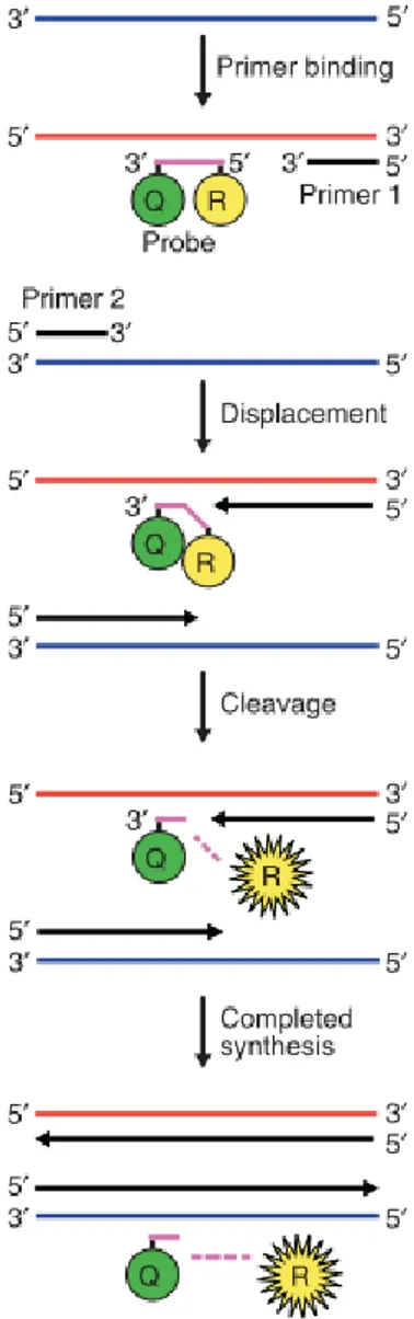 Figura  11.  TaqMan  PCR  en  tiempo  real.  Tres  cebadores  son  utilizados  durante  el  proceso  de  PCR:  dos  de  estos  (primer  1  y  2)  determinan  el  comienzo de la replicación del  ADN  en cada cadena de ADN, y el tercero  (la sonda) se une en