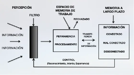 Figura 2.2.1. Modelo del procesamiento de la información  (traducido de Johnstone, 2006) 
