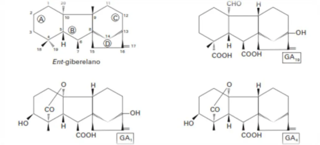 Figura 3 Estructura básica de  giberelinas donde se han señalado sus cuatro anillos  (A,  B,  C,  D);  también  se  muestran  las  estructuras  de  las  giberelinas   GA 19 , GA 4  comunes en los vegetales superiores y la GA 1 (Azcón- Bieto,  2013).