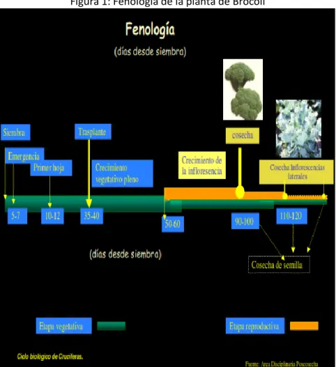 Figura 1: Fenología de la planta de Brócoli 